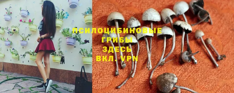 darknet формула  Ковров  Псилоцибиновые грибы MAGIC MUSHROOMS 